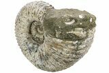 Huge, Bumpy Ammonite (Douvilleiceras) Fossil - Madagascar #232618-1